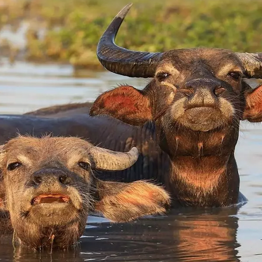 Les bracelets en corne de buffle débarquent !