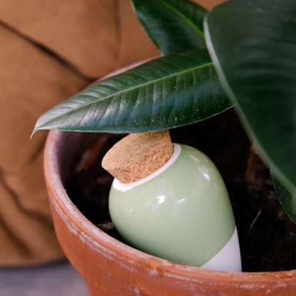 Olla