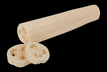 Maison Bonheur Luffa en gros concombre